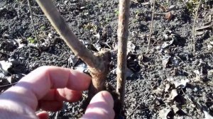 Кизил Семен.Саженец за пять лет.