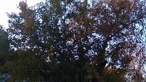 Аэростаты над посёлком...