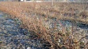 пришло время скосить ремонтантную малину