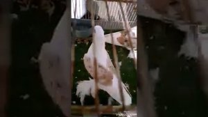 "" ВЫСТАВКА ГОЛУБЕЙ.1Ч. "" АРАБСКИЕ ЭМИРАТЫ ""