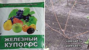 ЖЕЛЕЗНЫЙ КУПОРОС - ЭТО ОЧЕНЬ ВАЖНО СДЕЛАТЬ! Осенняя и весенняя обработка железным купоросм