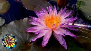 Нимфея Purple Silver (Фиолетовое серебро) кувшинка, waterlily, водные растения, пруд