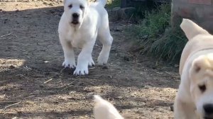 ЧИЛИ ПЕРЕЦ ИЗ ДРЕВНЕГО РОДА 2 месяца