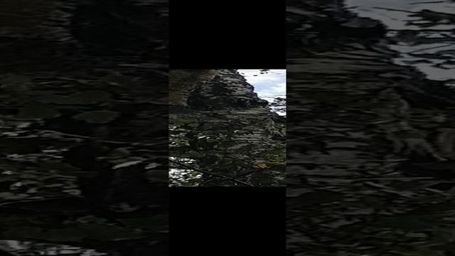 Д. Благое.Домодедово. Дятел прилетел в гости.