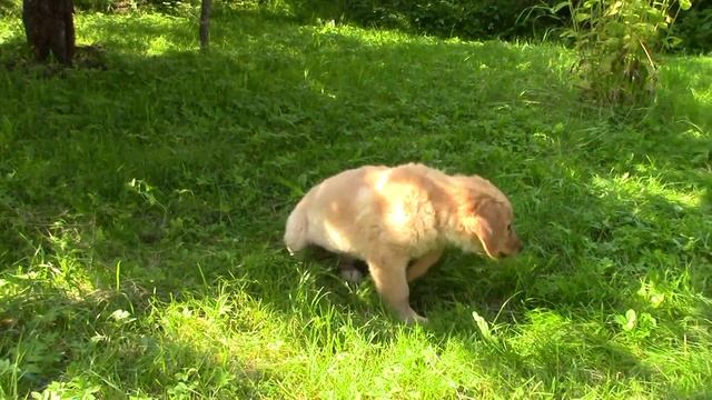 Наблюдаем  ...   Ховаварт  ...  2017 Альфа смотреть онлайн