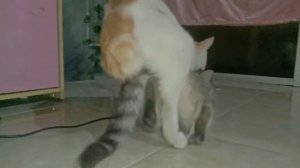 kucing sedang kawin | cats are mating