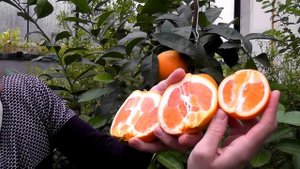 Апельсин C. sinensis "Cara Cara Navel"