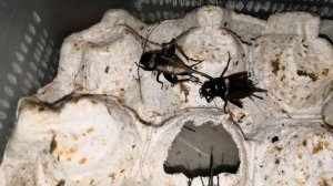 Двупятнистый сверчок. Grillus bimaculatus. (26.01.2019)