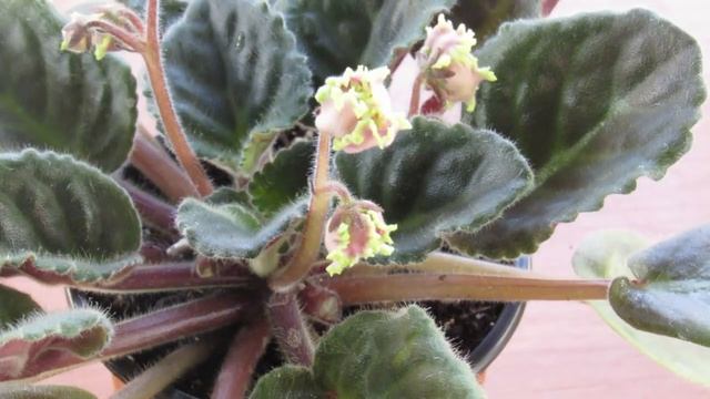 Сохнут бутоны и цветоносы у фиалок  Причины смотреть онлайн