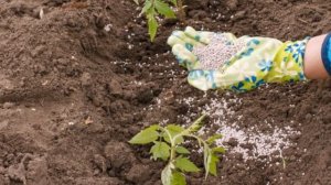 Почему помидоры безвкусные и рыхлы?