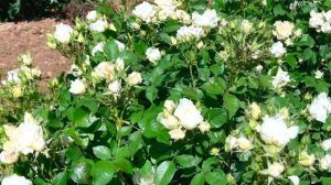 Rose Meilland - Icecap & Petit Trianon