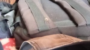 Видео про моего кореша паука.