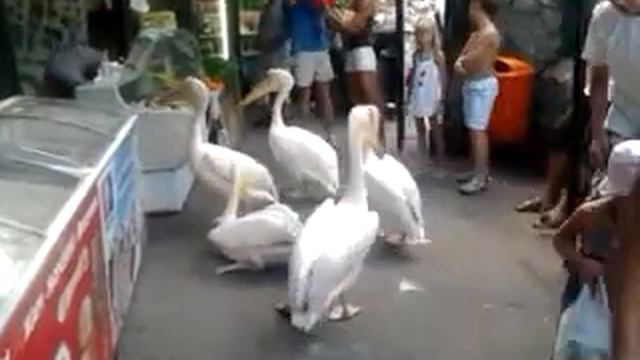 Крым лучший отдых в зоопарке смотреть онлайн