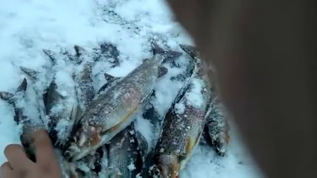 Активатор рыбы DRY BLOODER на хариуса и ленка не действует смотреть онлайн