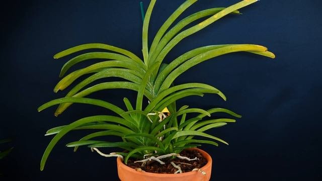 How To Care For Vanda Orchids In Your Home! - Orchid Care For Beginners
