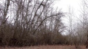 РОССИЯ Расслабляющая атмосфера природы Медитация Луг Поле Деревенский ОТДЫХ