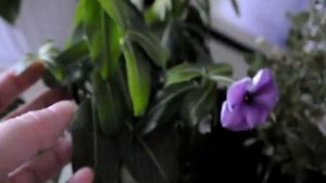 Будни цветовода: Делюсь опытом по выращиванию Катарантуса Блекберри джем!