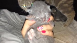 Котятам 10 дней. 10 день жизни котят, глазки пока закрыты, кушаем и спим)