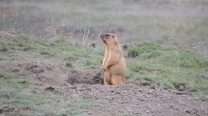 Сурок байбак ч.1 предупреждающий крик