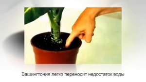 ВАШИНГТОНИЯ | ПАЛЬМА для холодных вестибюлей | Уход и разведение в домашних условиях