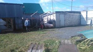 катаемся на поросенке