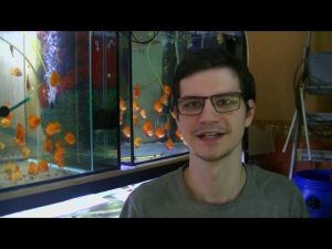 Стресс производителей Дискуса в нерестовике.