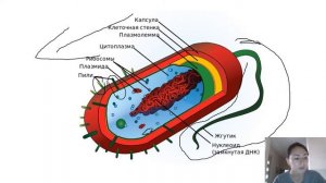 Строение прокариотической (бактериальной) клетки
