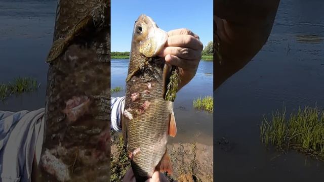 Выживший жерех, после атаки щуки. Очень страшное видео.