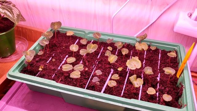 Цикламены (Cyclamen) Сеянцы Уход в 3 месяца.