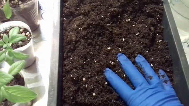 НОВЫЙ ОБЪЁМ ДЛЯ ТУИ И ГЕЛИОТРОПА. ОБЗОР КОРНЕВОЙ СИСТЕМЫ. смотреть онлайн