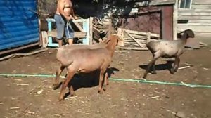 Гиссарские бараны.