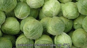 Боится ли рассада капусты заморозков