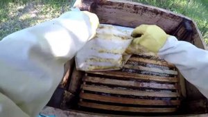 Развитие пчелиной семьи за семь дней. Время ставить второй корпус
