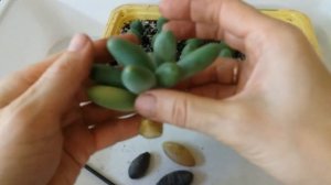 Размножение суккулента листьями