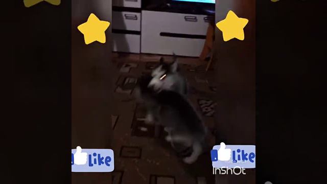 супер видио Хасята зажигают