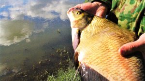 Два преимущества этого монтажа, позволяющие ловить на донки больше