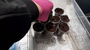 Лантана, черенкование.