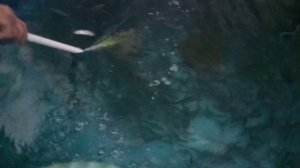 Видео для Сергея! Рост малька форели 10 грамм.