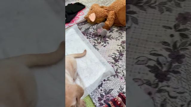 Лабрадор в квартире.Щенку 1 месяц.