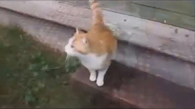 Сразу видно - наши коты! смотреть онлайн