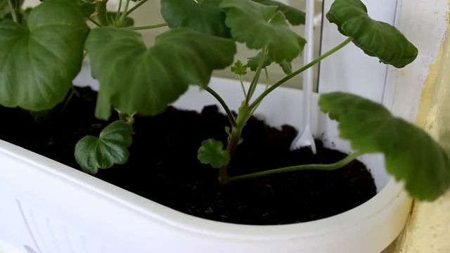 Укоренение черенков комнатных растений. Часть 1. [Надежда и Мир] смотреть онлайн