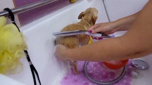 Зачем ЧИХУАХУА груминг?