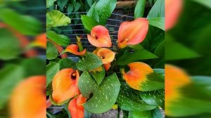 Каллы. Разноцветные каллы ( клубневые ).