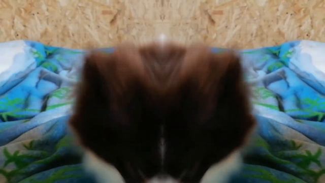 Мои любимки