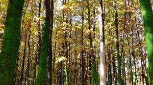 Land Art. Forest of paradise