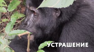 10 Случаев, Когда Стекло в Аквариуме Оказалось Недостаточно Прочным