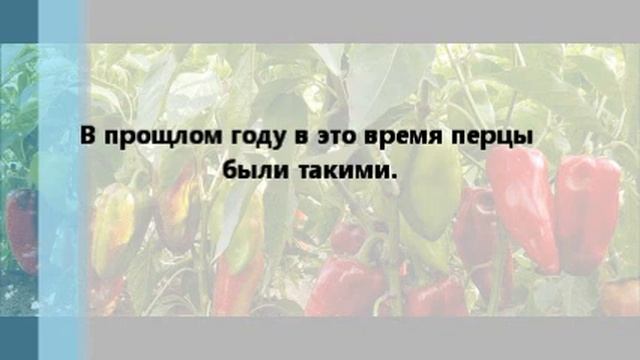 Как заставить перцы покраснеть. смотреть онлайн