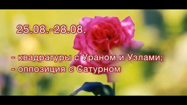 ВЕНЕРА во ЛЬВЕ. Чувства, отношения, финансы, творчество.