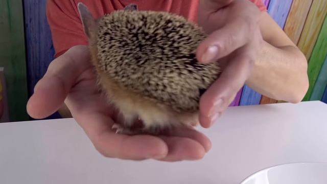 МАРМЕЛАДНАЯ ЕДА против НАСТОЯЩИХ Животных КТО в Нашем ДОМЕ? Маленький Сеня смотреть онлайн