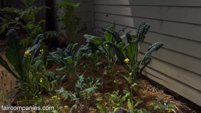 Urban self-reliance: homestead in Oakland's small rented lot смотреть онлайн